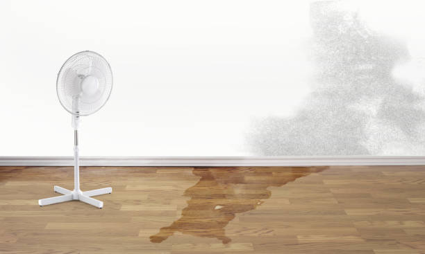 Best Basement water damage restoration  in Lake Alfred, FL