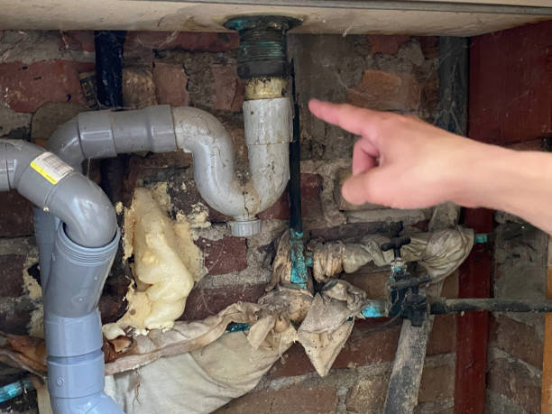 Best Mold removal after water damage  in Lake Alfred, FL